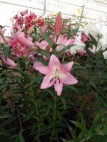 [5198 Crisana VH No02.JPG]